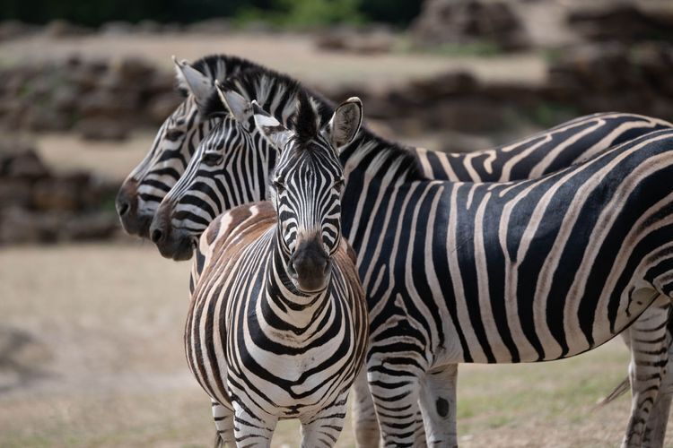 printable vouchers for africa alive