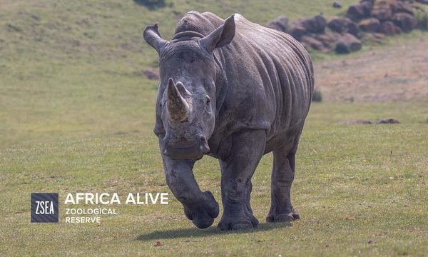printable vouchers for africa alive