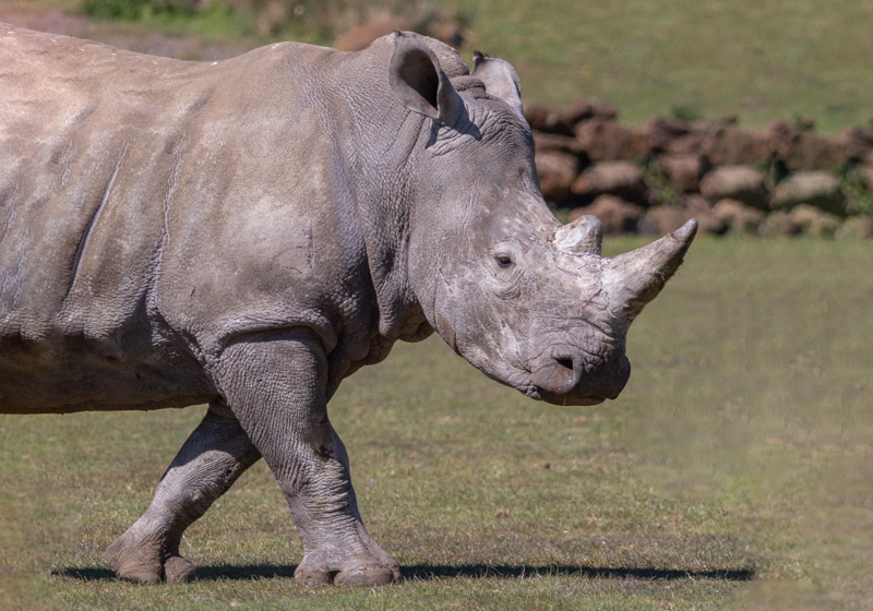 printable vouchers for africa alive