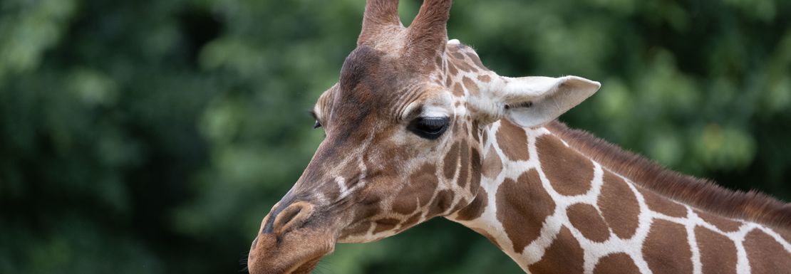 printable vouchers for africa alive