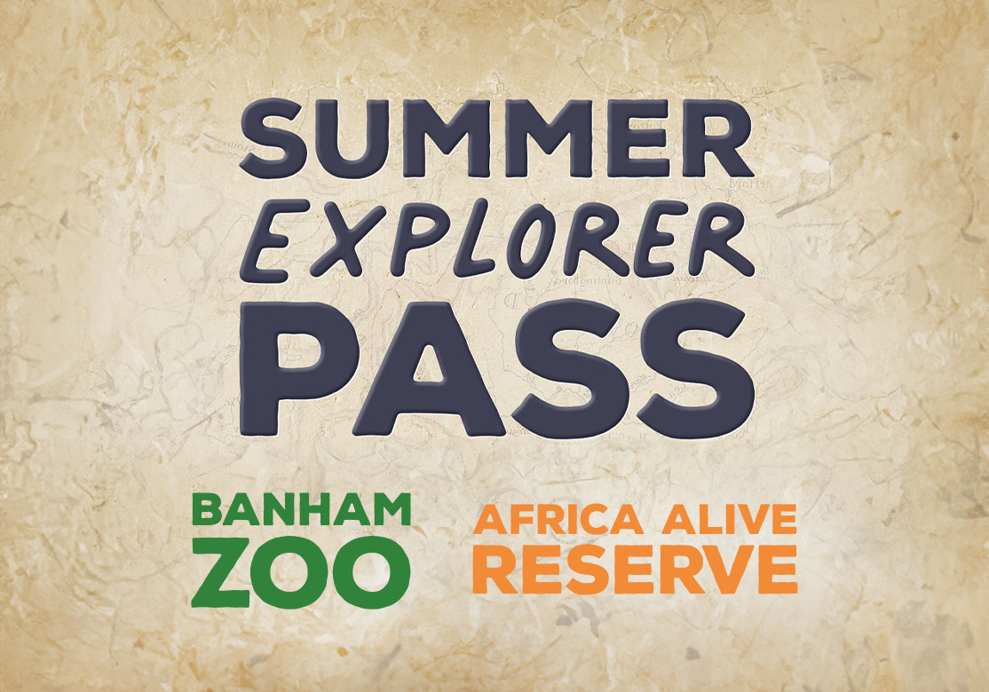 Summer Explorer Pass | Africa Alive Reserve