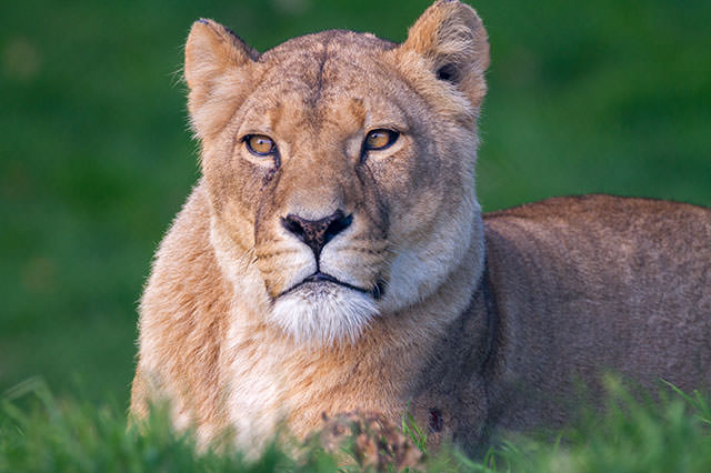 printable vouchers for africa alive