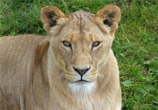 Africa Alive Discount Code | Save Up To 27% | Kids Pass