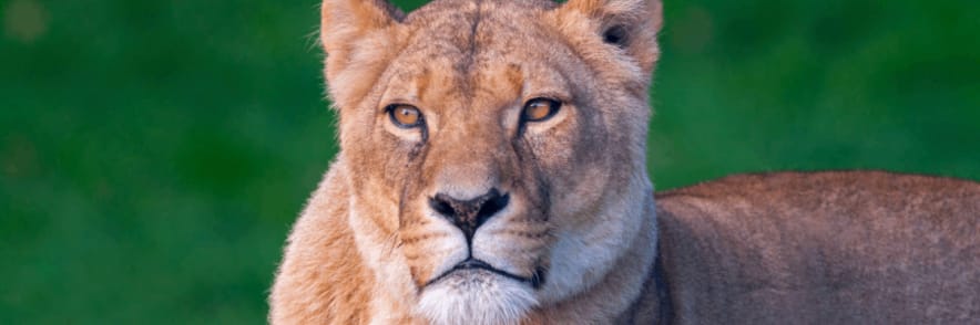printable vouchers for africa alive