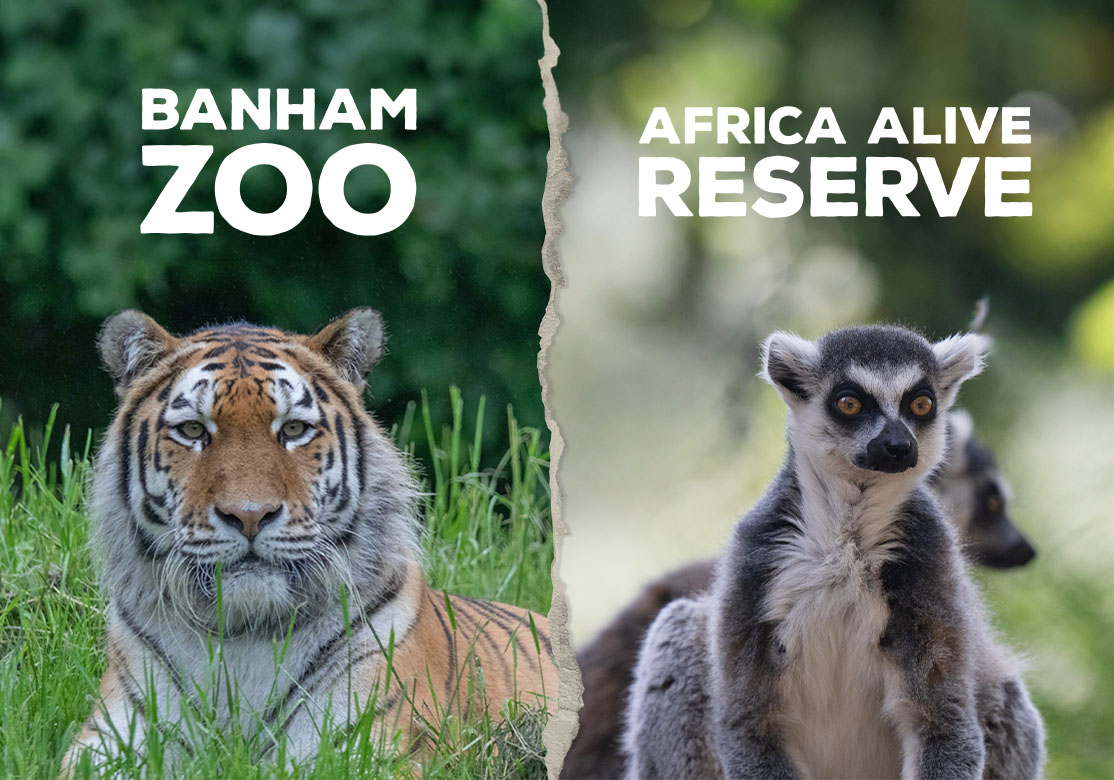 Summer Explorer Pass | Africa Alive Reserve