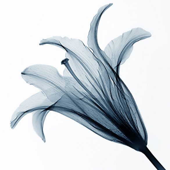 printable wall flowers