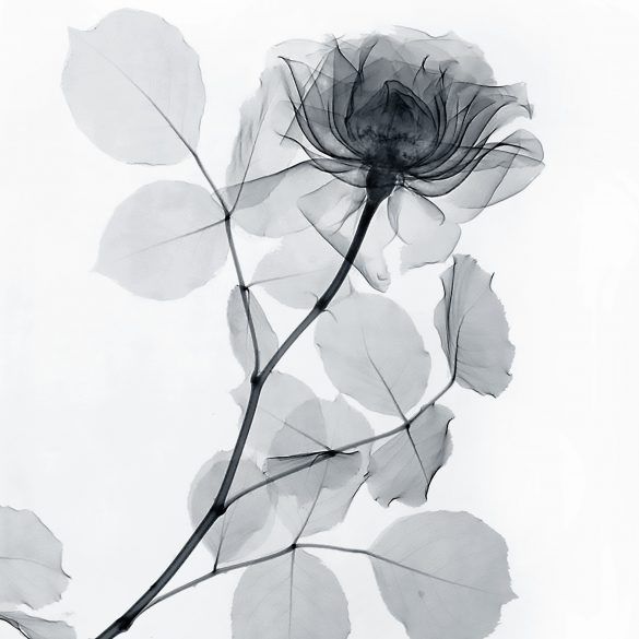 Free printable floral wall art to beautify your space
