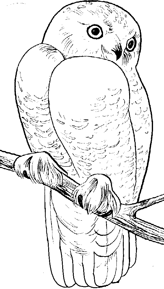 Snowy Owl coloring page - Animals Town - animals color sheet ...