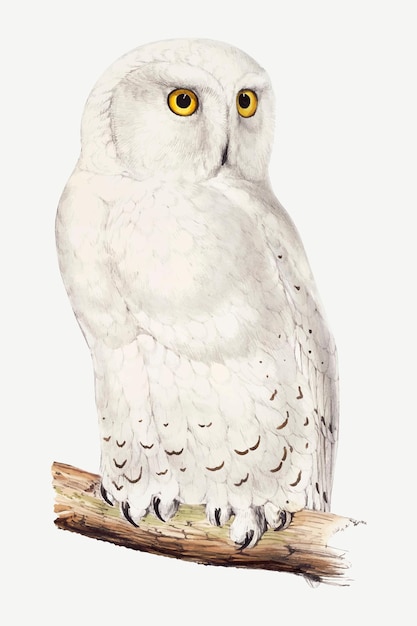 White Owl Images - Free Download on Freepik