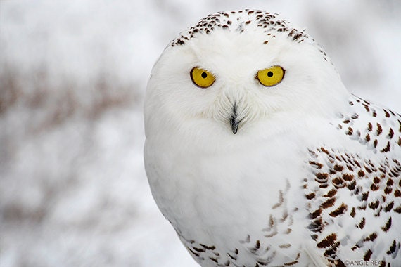Snowy Owl Fine Art Bird Photography, Home Decor Art Print, Bird ...