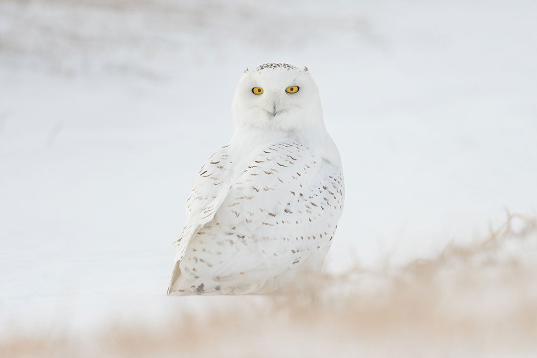 Adopt a Snowy Owl | Symbolic Adoptions from WWF