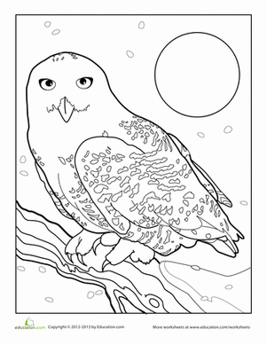 Snowy Owl | Worksheet 