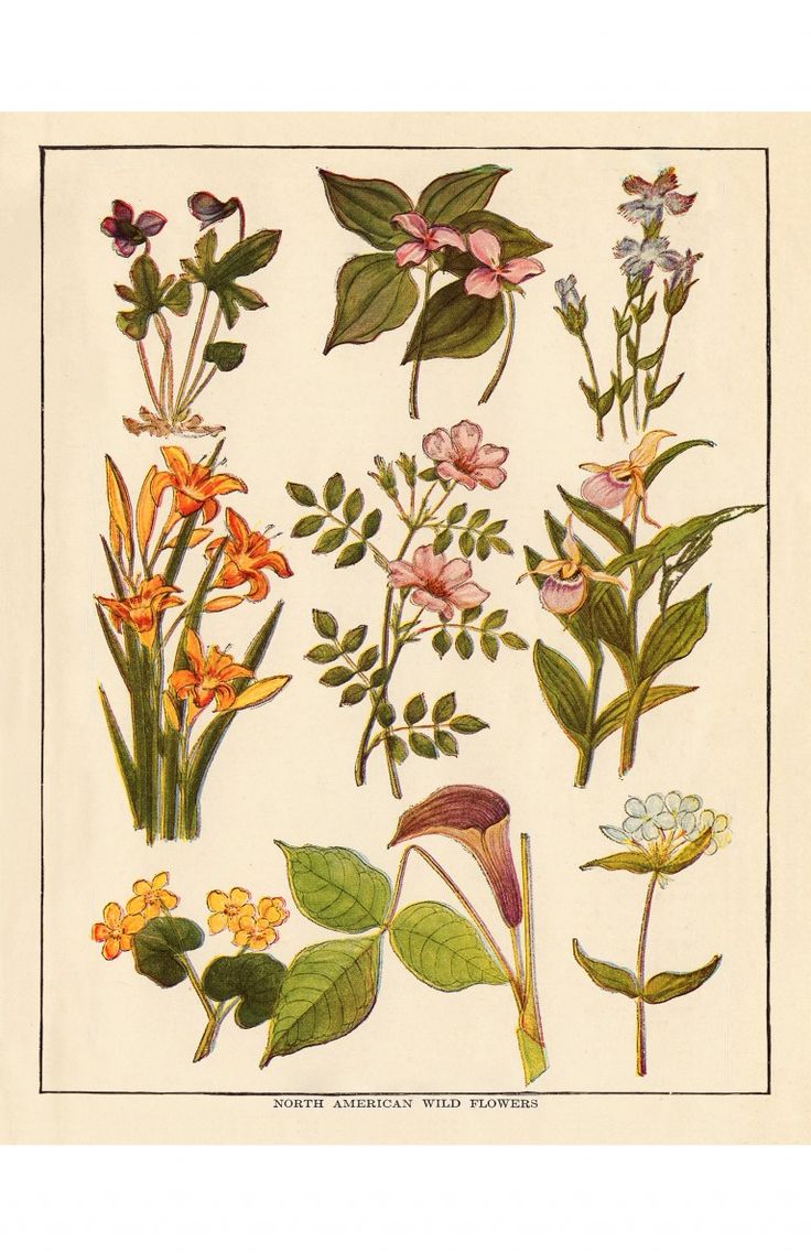 printable wild flowers
