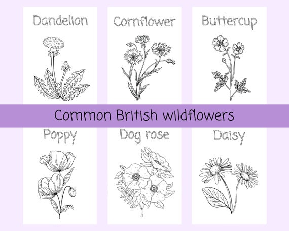 Wildflower Colouring Pages Common British Wild Flowers Summer ...