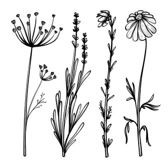 Page 4 | Printable Wildflower Images - Free Download on Freepik