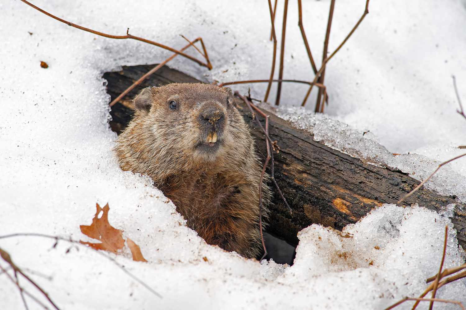 printable word search groundhog day