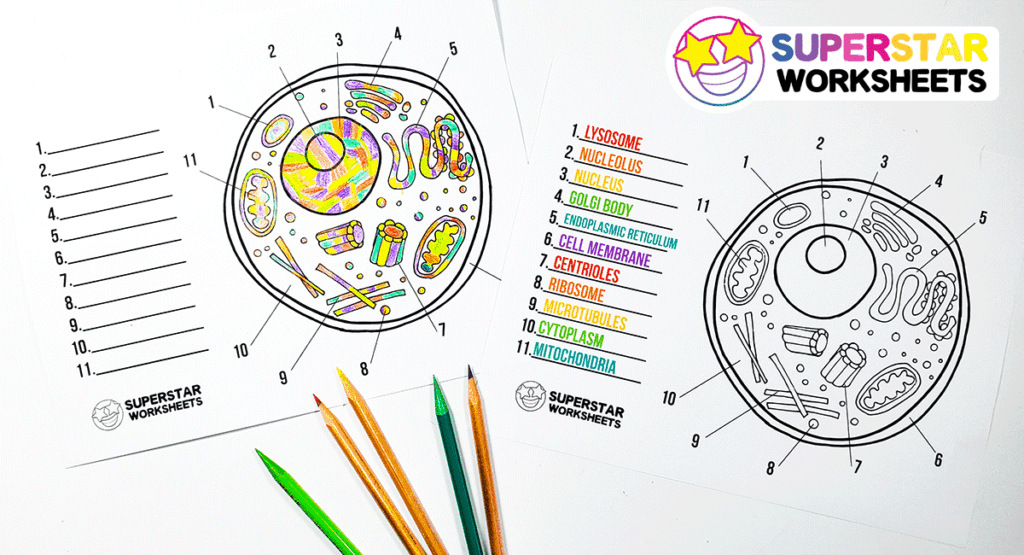 Animal Cell Worksheet -Worksheets Library