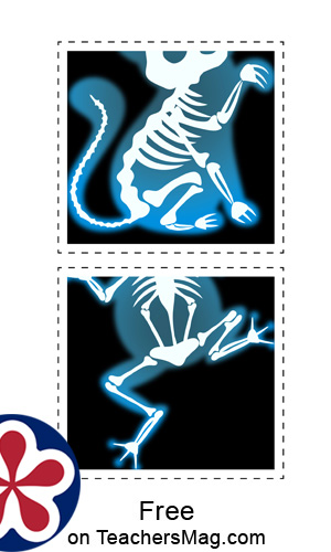 Animal X-Rays Printable Matching Activity. TeachersMag.com
