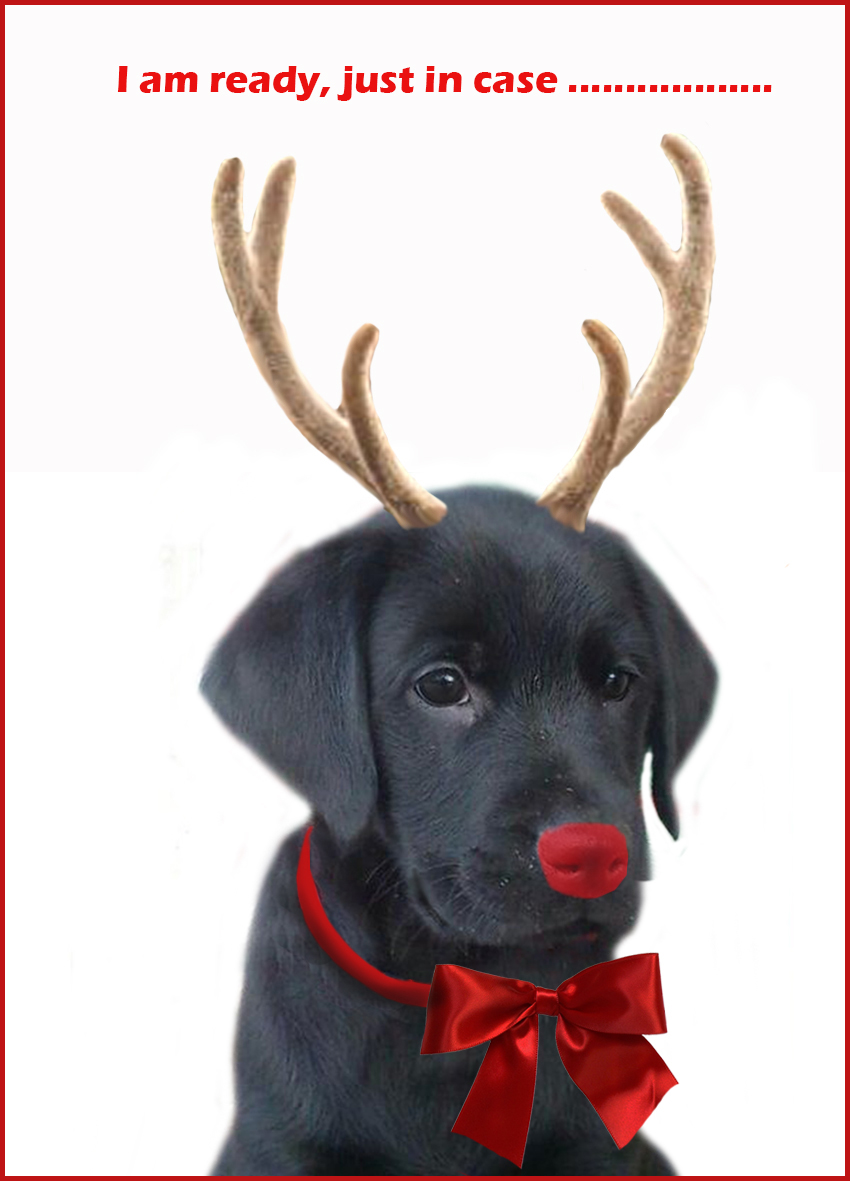 printable xmas cards funny