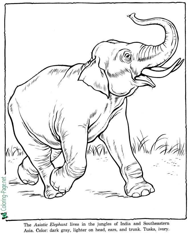 printable zoo animal coloring sheets
