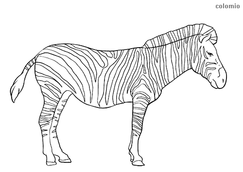 Zoo Animals coloring pages » Free &  Printable » Zoo coloring sheets