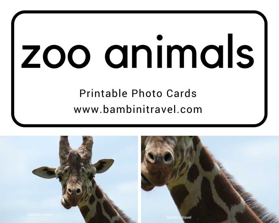 Zoo Animal Printable Photo Cards - My Storytime corner