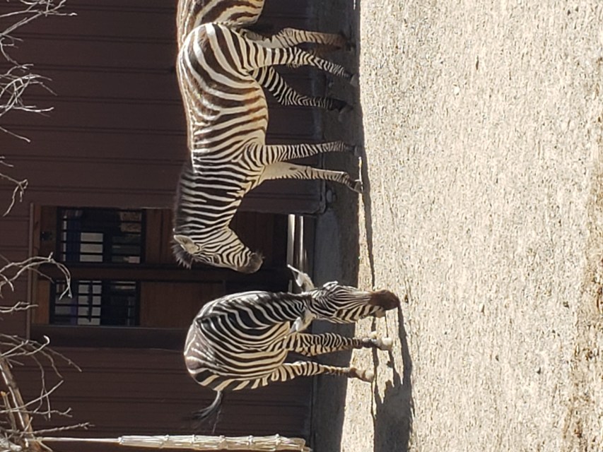 Zoo Scavenger Hunt - LovingHomeschool.com