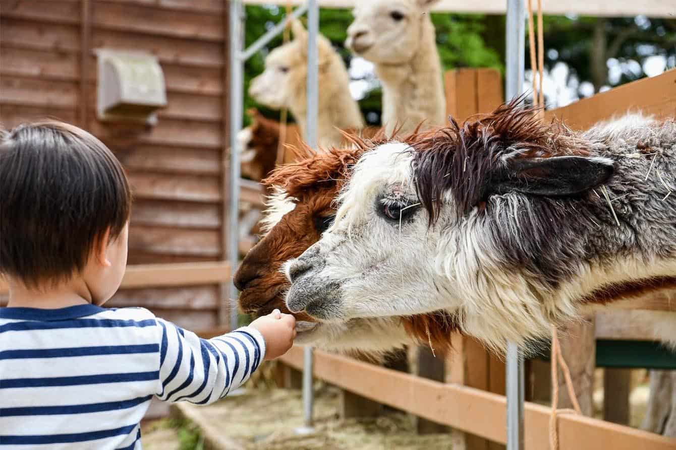 printable zoo worksheets