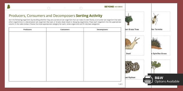 producers consumers and decomposers worksheet