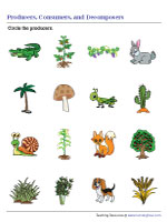 producers consumers and decomposers worksheet