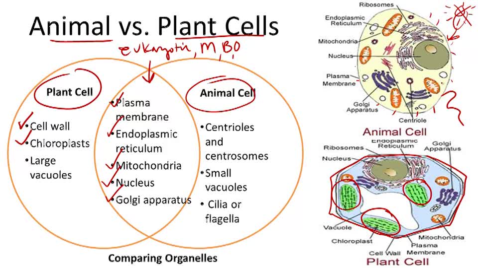 Prokaryotic and Eukaryotic Cells | CK-12 Foundation