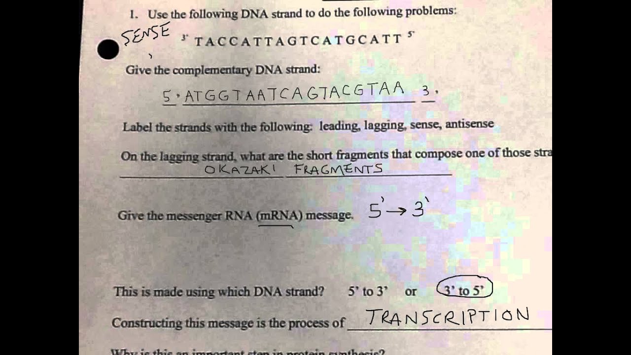 Wkst... Protein Synthesis Practice
