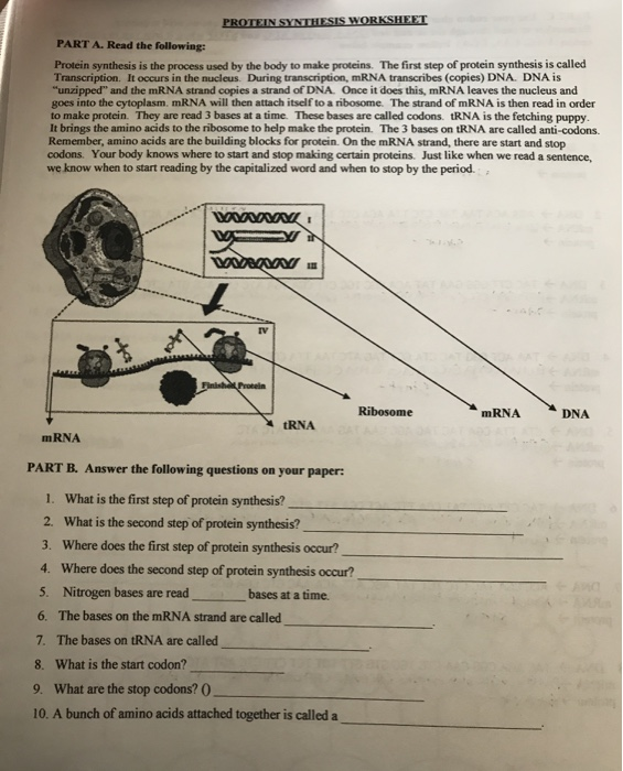 protein synthesis worksheet