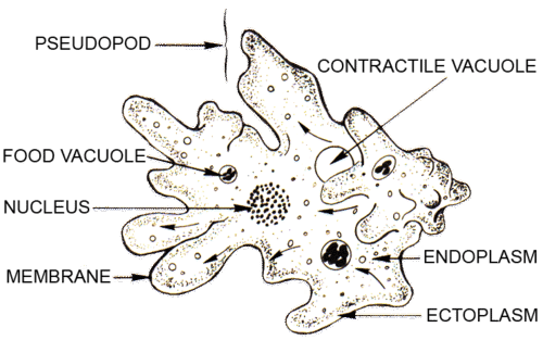 14.2 Types Of Protists - Guest Hollow