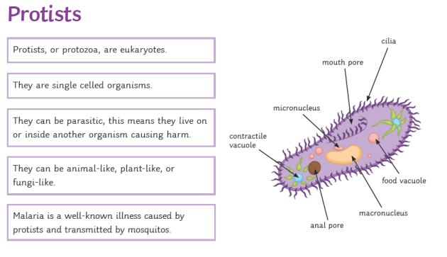 What are Protists? - Answered - Twinkl Teaching Wiki