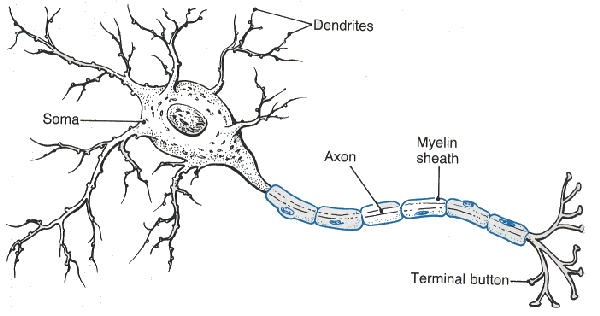 Welles Wacky World of Psychology: PsychSim: Neural Messages