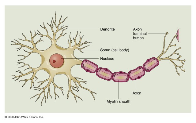 Welles Wacky World of Psychology: Neural Messages PsychSim