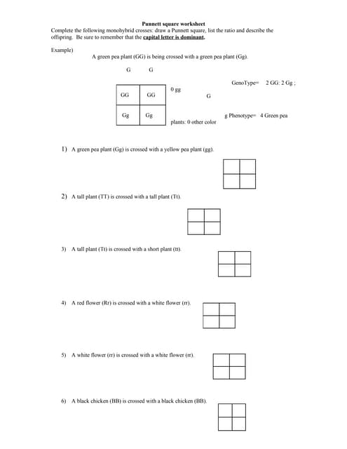 Punnett Square Worksheet | PDF
