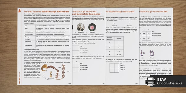 Punnett Squares Walkthrough Worksheet Pack (teacher made)