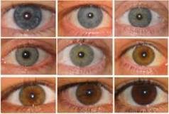 punnett square eye color worksheet