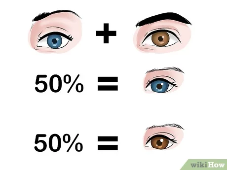 How to Predict Your Babys Eye Color: 12 Steps (with Pictures)