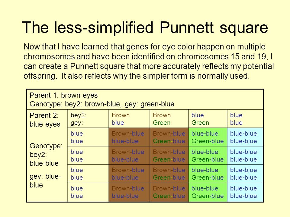 punnett square eye color worksheet