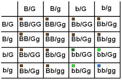 punnett square eye color worksheet