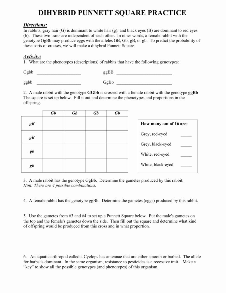 Punnett Square Practice Worksheet Answers Biology - Printable ...