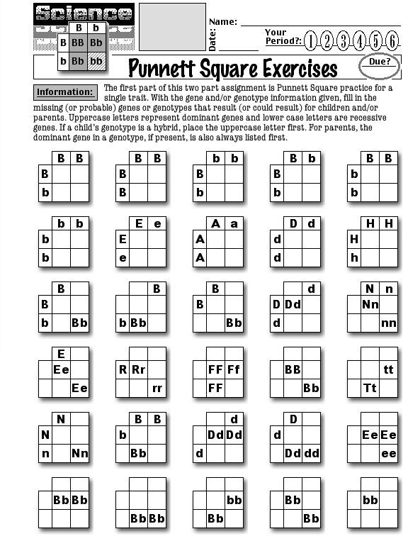 15 Punnett Square Worksheet Answer Key