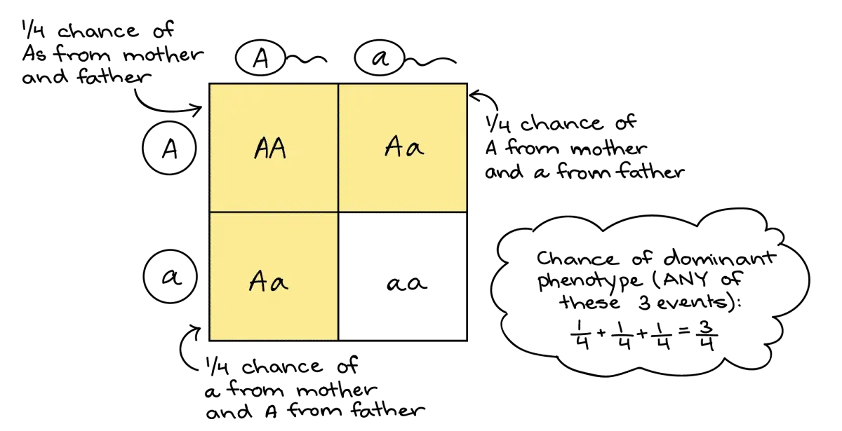 Ten Punnett Square Worksheet Ideas for Middle School through AP Levels