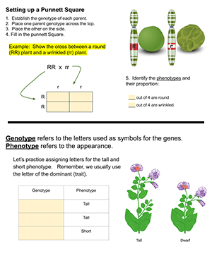Monohybrid Punnett Squares Practice (Remote Learning)