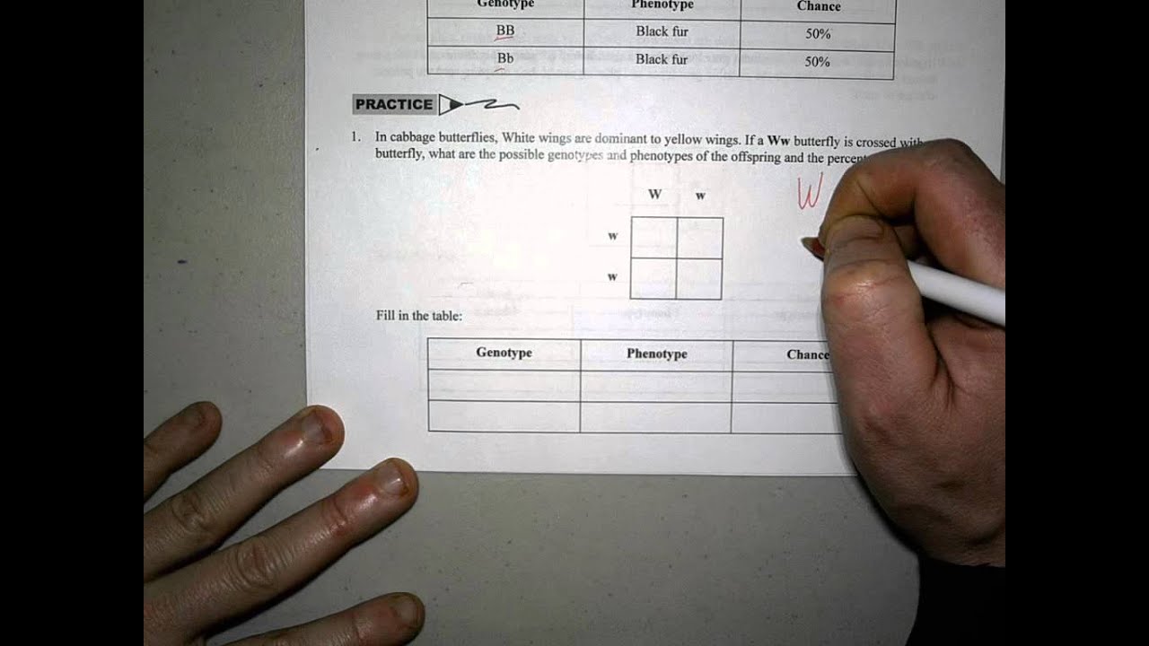 More Punnett Square Practice Problems