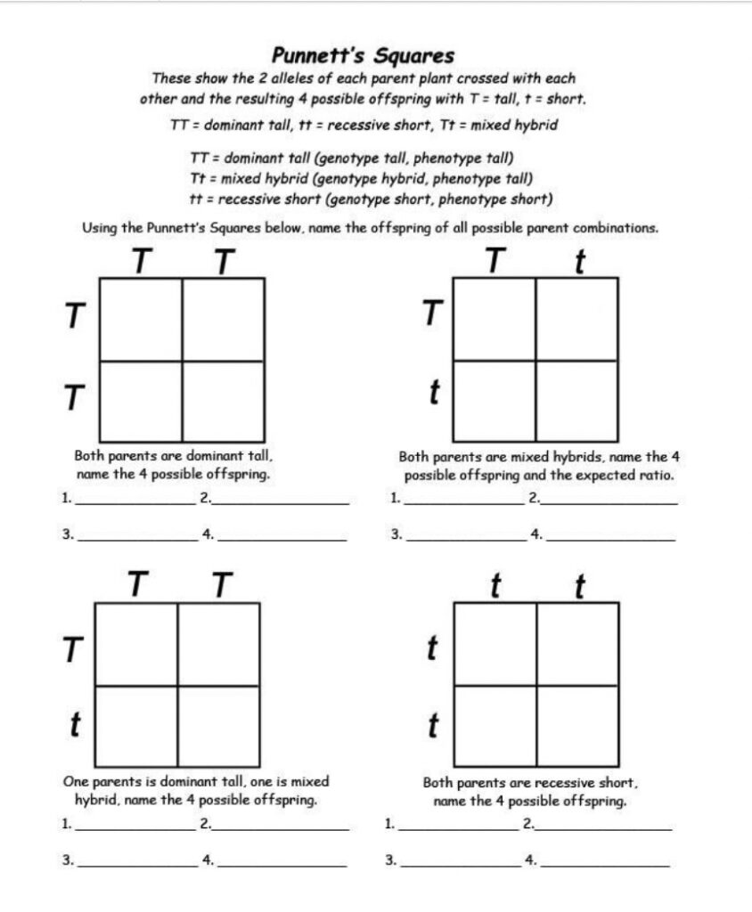 punnett square worksheet 1