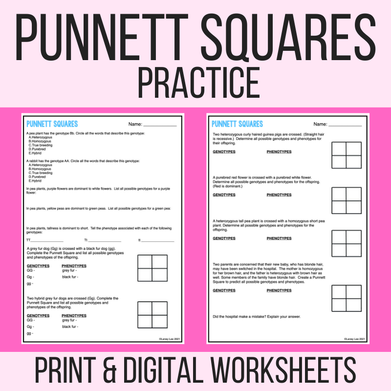 Punnett Square Practice or Quiz PDF with Answer Key - Laney Lee